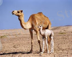 C:\Users\Администратор\Pictures\Төрт түліктің кеңесі_files\images (1).jpg