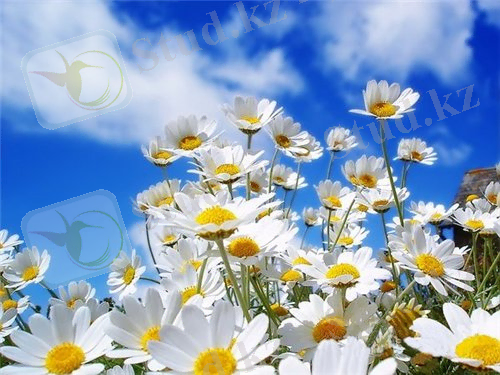 C:\Documents and Settings\Пользователь\Рабочий стол\Fariza\Прически косички\1211906214_oboi1-.jpg