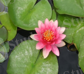 Похожее изображение