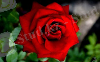 Похожее изображение