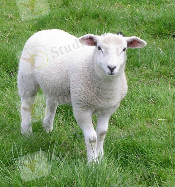 &Kcy;&acy;&rcy;&tcy;&icy;&ncy;&kcy;&icy; &pcy;&ocy; &zcy;&acy;&pcy;&rcy;&ocy;&scy;&ucy; &bcy;&iecy;&lcy;&acy;&yacy; &ocy;&vcy;&tscy;&acy; &rcy;&icy;&scy;&ucy;&ncy;&ocy;&kcy;