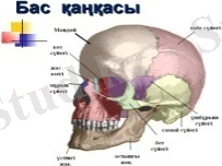 ÐÐ°ÑÑÐ¸Ð½ÐºÐ¸ Ð¿Ð¾ Ð·Ð°Ð¿ÑÐ¾ÑÑ Ð°Ð´Ð°Ð¼Ð½ÑÒ£ Ð±Ð°Ñ ÑÒ¯Ð¹ÐµÐ³Ñ