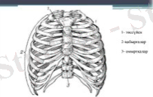 ÐÐ°ÑÑÐ¸Ð½ÐºÐ¸ Ð¿Ð¾ Ð·Ð°Ð¿ÑÐ¾ÑÑ ÐÐ´Ð°Ð¼Ð½ÑÒ£ ÐºÐµÑÐ´Ðµ ÒÑÑÑÑ
