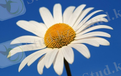 Картинки по запросу ромашка