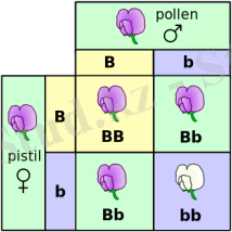 https://upload.wikimedia.org/wikipedia/commons/thumb/1/17/Punnett_square_mendel_flowers.svg/350px-Punnett_square_mendel_flowers.svg.png