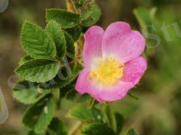 C:\Users\Dozay\Desktop\Без названия (1).jpg