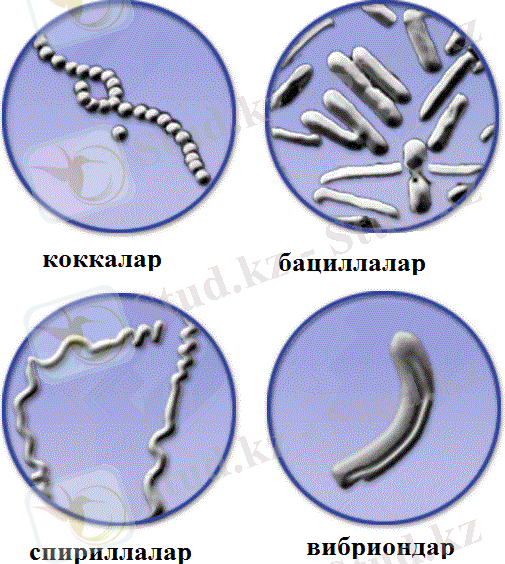 C:\Users\админ\Desktop\7.4Е_Бактерии_рис._1 - копия.gif