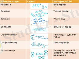 Картинки по запросу бактериялар