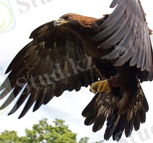 Картинки по запросу бүркіт