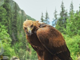 Картинки по запросу қыран