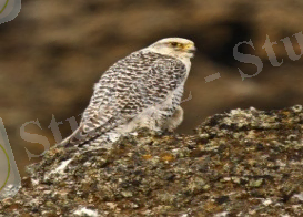 Картинки по запросу сұңқар