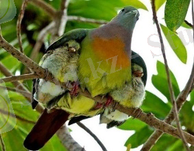 Как Я хотел собрать вас как птица птенцов, но вы не захотели.