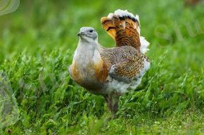 7 фактов про дрофу