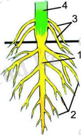 загруженное (4).jpg