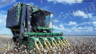 332 мың тонна мақта жинау жоспарлануда | DalaNews