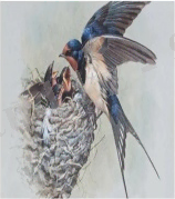 C:\Users\123\Desktop\Қарлығаш құс суреті.jpg