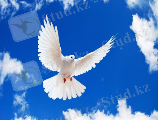 Картинки по запросу бүркіт суреттері