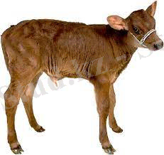 Төрт түлік мал - Бастауыш сынып - Bilim - All