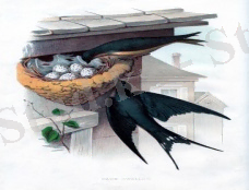 ÐÐ¾ÑÐ¾Ð¶ÐµÐµ Ð¸Ð·Ð¾Ð±ÑÐ°Ð¶ÐµÐ½Ð¸Ðµ