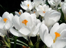 Бәйшешек - үміттің белгісі | 15.03.13