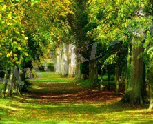 Әлемдегі ең үлкен орман алқаптары | 04.03.17