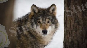 Қызымның жан дауысы шықты": Шығыс Қазақстанда адамға қасқыр шапты - 30.04.2024, Sputnik Қазақстан