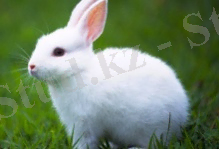 Қояндар туралы қызықты мәліметтер