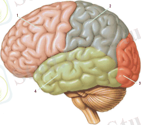 Картинки по запросу мозг человека рисунок