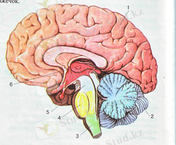 Картинки по запросу мозг человека рисунок