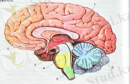 Картинки по запросу мозг человека рисунок