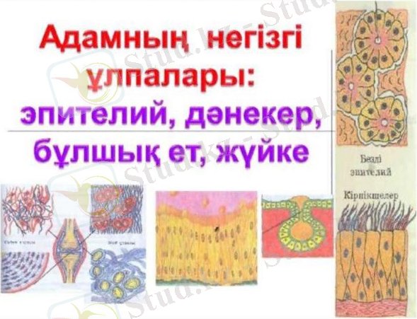 WhatsApp Image 2025-01-27 at 10.18.54