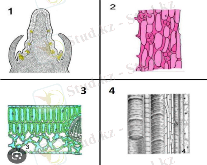 WhatsApp Image 2025-01-27 at 10.37.41