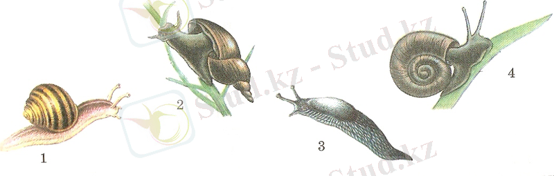 D:\Документы Ас\биология в школе\картинки сканер\7 сынып сканер\сканирование0155.jpg