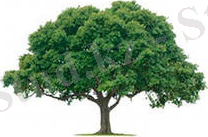 Описание: C:\Users\Домашний\Desktop\Новая папка (2)\iCABPSIEB.jpg