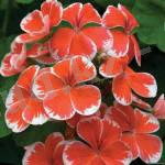 Описание: Герань душистая