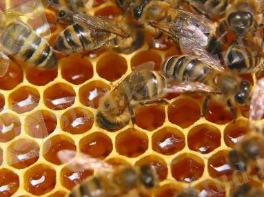 C:\Documents and Settings\Admin\Рабочий стол\Картинки для работы Мёд\мёд\соты.jpg