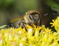 C:\Documents and Settings\Admin\Рабочий стол\Картинки для работы Мёд\мёд\Пчела собирающая нектар.jpg