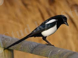 C:\Documents and Settings\Admin\Рабочий стол\images.jpg