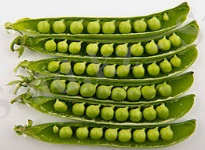 http://upload.wikimedia.org/wikipedia/commons/thumb/1/11/Peas_in_pods_-_Studio.jpg/220px-Peas_in_pods_-_Studio.jpg