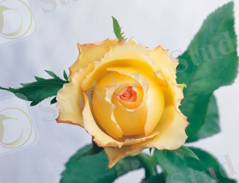 Красивые цветы, розы. картинки, фото, видео