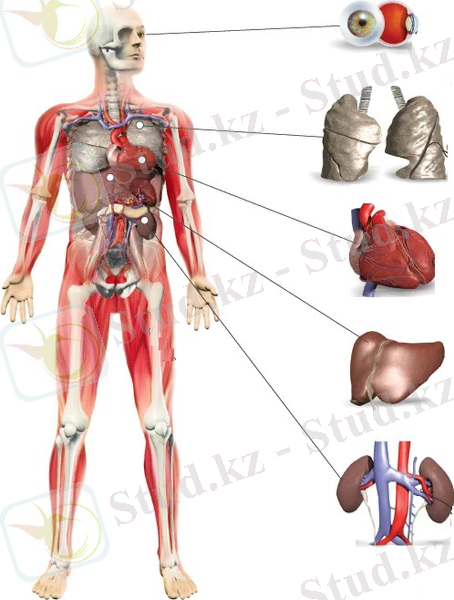Копия (2) post-16-1243292614
