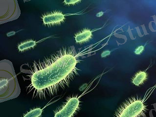 Бактериялардың құрылысы мен тіршілігі