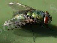 C:\Documents and Settings\Admin\Мои документы\Мои рисунки\шыбын.jpg