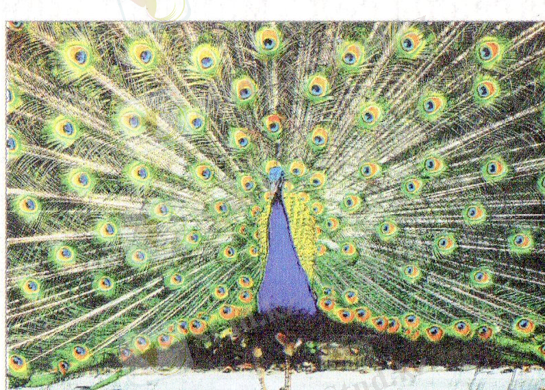 D:\Мои_документы\Мои рисунки\img216.jpg