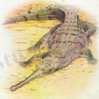 D:\Суреттер Әлемі\Көрнекілікке арналған\Биологиялық\Зоология\ЖОРҒАЛАУШЫЛАР\Изображение 001.jpg