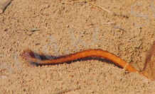 D:\Суреттер Әлемі\images\ParkЧарын\p_0009 - копия.jpg