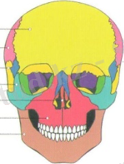 D:\Суреттер Әлемі\Көрнекілікке арналған\Биологиялық\АНАТОМИЯ\VI тарау ТІРЕК-ҚИМЫЛ ЖҮЙЕСІ (АППАРАТЫ)\21\Копия (2) АНАТОМИЯ 006 - копия.jpg