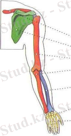 D:\Суреттер Әлемі\Көрнекілікке арналған\Биологиялық\АНАТОМИЯ\VI тарау ТІРЕК-ҚИМЫЛ ЖҮЙЕСІ (АППАРАТЫ)\21\Копия (4) АНАТОМИЯ 010 - копия.jpg