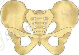 D:\Суреттер Әлемі\Көрнекілікке арналған\Биологиялық\АНАТОМИЯ\VI тарау ТІРЕК-ҚИМЫЛ ЖҮЙЕСІ (АППАРАТЫ)\20\Копия АНАТОМИЯ 009 - копия.jpg