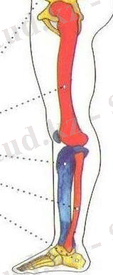 D:\Суреттер Әлемі\Көрнекілікке арналған\Биологиялық\АНАТОМИЯ\VI тарау ТІРЕК-ҚИМЫЛ ЖҮЙЕСІ (АППАРАТЫ)\21\Копия (3) АНАТОМИЯ 010 - копия.jpg